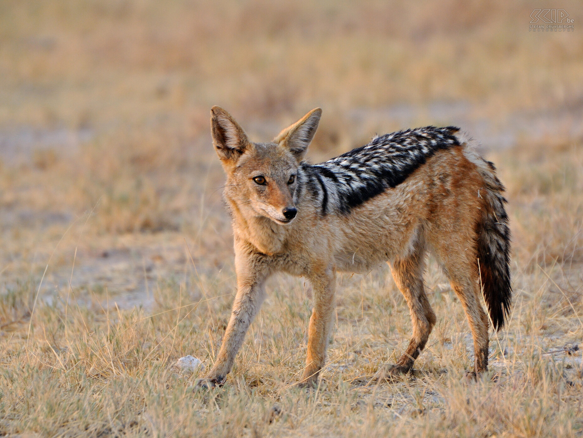 Etosha - Zadeljakhals Het ongelooflijk mooie nationaal park Etosha is een van de grootste natuurparken van zuidelijk Afrika en tijdens het droge seizoen zijn grote aantallen dieren te vinden aan de waterpoelen. 's Morgensvroeg spotten we meteen een zadeljakhals (Black-backed Jackal/Canis mesomelas).<br />
 Stefan Cruysberghs